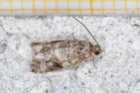 Lobesia botrana