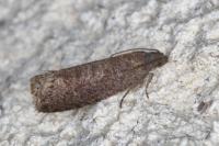 Grapholita