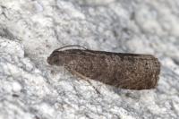Grapholita