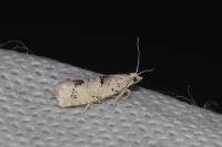 Epinotia bilunana