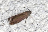Grapholita tenebrosana
