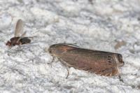 Grapholita tenebrosana