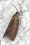 Grapholita tenebrosana