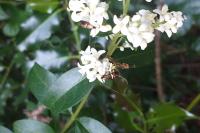 Adela australis