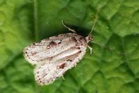 Agonopterix ocellana