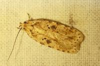 Agonopterix arenella