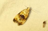 Eupoecilia angustana