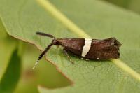 Eidophasia messingiella