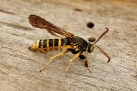 Paranthrene tabaniformis synagriformis