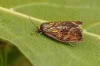 Ptycholoma lecheana