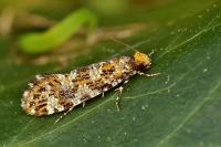 Triaxomera parasitella