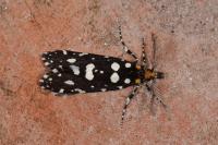 Euplocamus anthracinalis