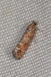 Rhyacionia pinivorana