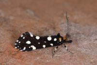 Euplocamus anthracinalis