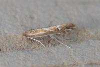 Phyllonorycter leucographella