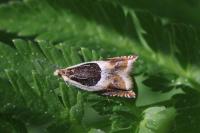Ancylis badiana