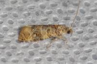 Lobesia botrana