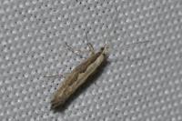 Plutella xylostella
