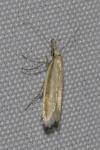 Pleurota