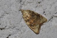 Aleimma loeflingiana