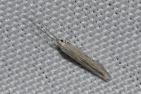Coleophora