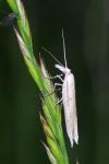 Ypsolopha mucronella