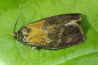 Ptycholoma lecheana