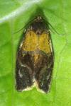 Ptycholoma lecheana