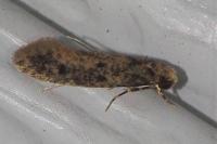 Niditinea