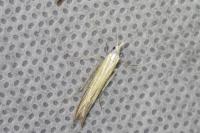Coleophora
