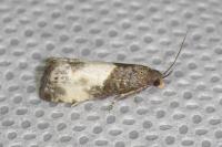 Notocelia cynosbatella