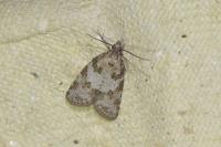 Cnephasia