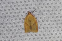 Clepsis consimilana
