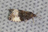 Hedya pruniana
