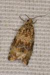 Celypha lacunana