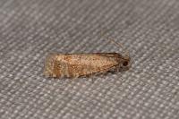 Rhyacionia pinivorana