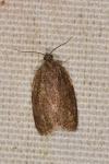 Syndemis musculana