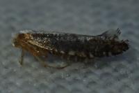 Argyresthia spinosella
