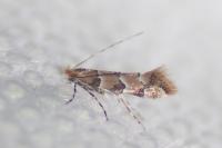 Phyllonorycter trifasciella