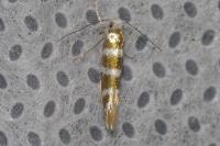 Argyresthia trifasciata