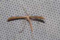 Emmelina monodactyla