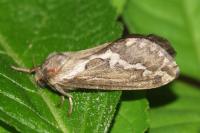 Korscheltellus lupulinus