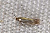 Bucculatrix nigricomella