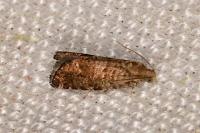 Epinotia nanana