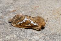Korscheltellus lupulinus