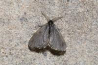 Rebelia plumella surientella