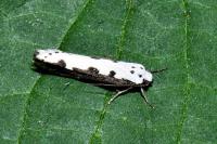 Ethmia bipunctella