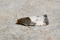 Notocelia cynosbatella