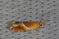 Ancylis obtusana