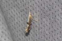 Argyresthia spinosella